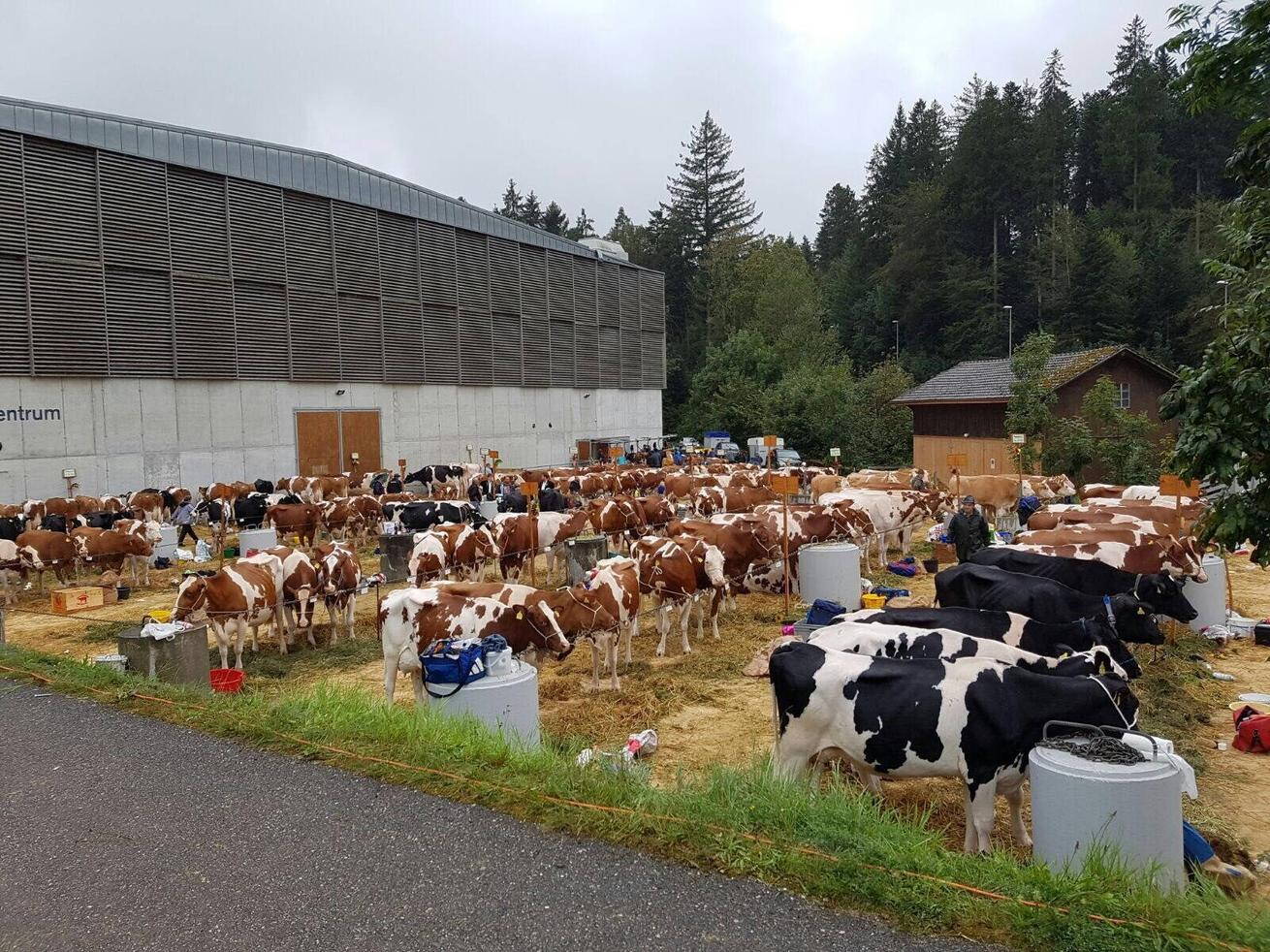 bild_kuhausstellung_w2025-2560.jpeg bild_kuhausstellung_w2025-2560.jpeg